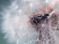 Jumping Spider