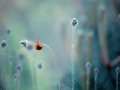 Snail