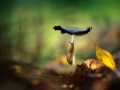 Snail