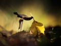 Snail