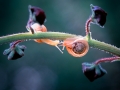 Snails